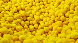 Why Fresh Yuzu Is So Expensive In The US