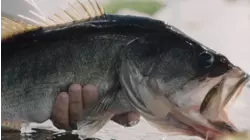Green Fish