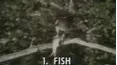 Wild Guess