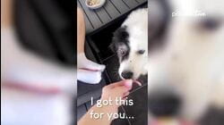 Best Pest Of Pets, Pests & Peaks | The Week