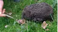 Viral Wild