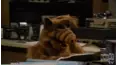 ALF