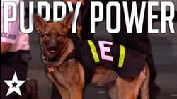 Adorable PUPPY MAGIC Performance On Britain's Got Talent 2019! | Got Talent Global