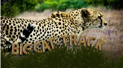 Big Cat Track