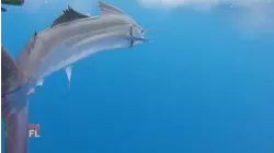 How To Do Sailfishing