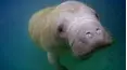 Baby Animals in Our World