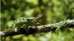 Spectres of the Jungle: Madagascar's Rainforest