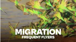 Migrations - Frequent Flyers