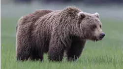 Grizzly bear attacks school group in Canadian wilderness, injuring 11