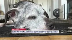 'She was like my kid.' Neighbor helps reunite Kensington man with dog's ashes