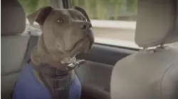 Most Aggressive Breeds