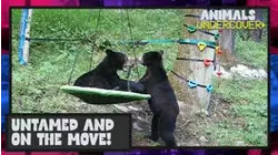 Animals Undercover | Untamed and On the Move!