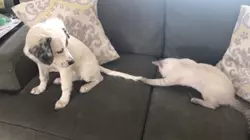 Pups