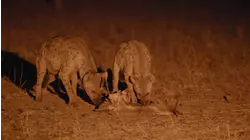 Urban Hyenas