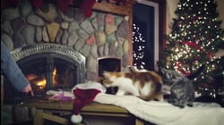 X-Mas Pets