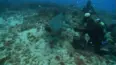 Blue Water Savages