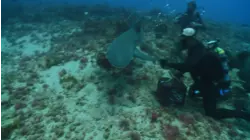 Lemon Sharks