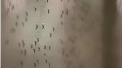 Suffolk health officials confirm 4th case of West Nile this year