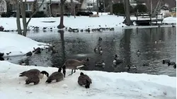 5 confirmed cases of highly pathogenic avian influenza found in Suffolk County