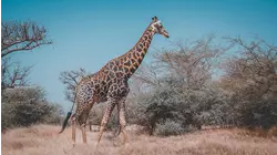 Baby Giraffe
