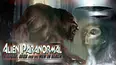 Alien Paranormal: Bigfoot, UFOs and Men in Black