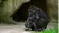 Baby Animals in Our World