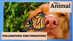 The Animal Breakdown | Pollinators and Predators