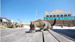 Catnip Nation