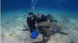Best Of The Keys And Turtle Nesting
