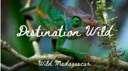 Destination Wild: Wild Madagascar