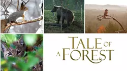 Tale of a Forest