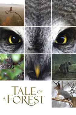 Tale of a Forest