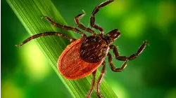 NJ Man is First Death Linked to Alpha-Gal Allergy Caused by Tick