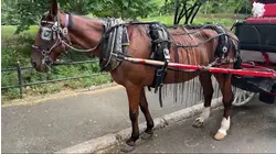 NYC council committee rejects proposal to ban horse-drawn carriages in Central Park
