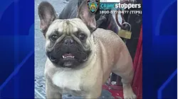 Bulldogs worth over $30K stolen in Fieldston