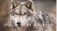 Wolves And Warriors
