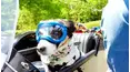 Best Pets of the Month
