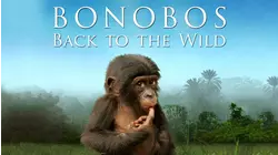 Bonobos: Back To the Wild