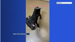 Dog found severely emaciated near Shark River Park in Wall