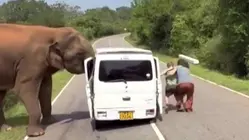 Elephant Attacks Tourist Van in Sri Lanka as Passengers Flee