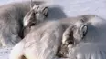 Baby Animals Around the World