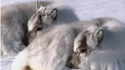 Baby Animals From Polar Regions