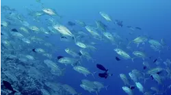 Sharks at Palau's Blue Corner