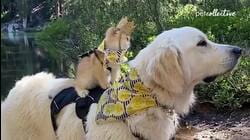 Animals Reenact 2022 Oscar Nominees