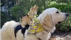 Animals Reenact 2022 Oscar Nominees