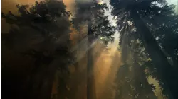 Burning Rainbow Farm