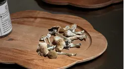 Former athletes use magic mushrooms to help treat traumatic brain injuries