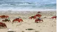 Wildest Places: Australia