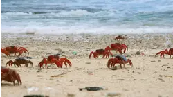 Wild Coasts