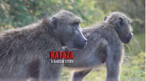 Kataza a Baboon Story